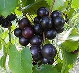 Cutdek 20 Seeds Muscadine Grape Vitis rotundifolia E165, Great Home Orchards Photo, best price $18.99 new 2024