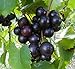 Photo Cutdek 20 Seeds Muscadine Grape Vitis rotundifolia E165, Great Home Orchards