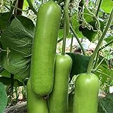 S-pone 20+ Long Bottle Gourd Seeds Edible Asian Indian Opo Squash Dudi Calabash Long Melon Photo, best price $9.00 new 2024