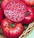 Photo Pink Ponderosa Heirloom Tomato Seeds - Large Tomato - One of The Most Delicious Tomatoes for Home Growing, Non GMO - Neonicotinoid-Free.