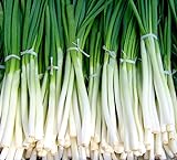 Fast-Growing Bunching Onion Seeds -