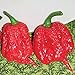 Photo Carolina Reaper Hot Peppers (Red) World's Hottest Pepper Seeds (20+ Seeds) | Non GMO | Vegetable Fruit Herb Flower Seeds for Planting | Home Garden Greenhouse Pack