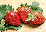 200pcs Giant Strawberry Seeds, Sweet Red Strawberry Garden Strawberry Fruit Seeds, for Garden Planting Photo, best price $9.90 new 2024