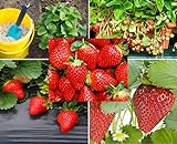 200+ Red Climbing Strawberry Seeds for Planting - Easy to Grow Everbearing Garden Fruit Seeds - Ships from Iowa, USA Photo, best price $8.49 ($0.03 / Count) new 2024