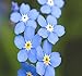Photo Big Pack - (50,000) French Forget Me Not, Myosotis sylvatica Flower Seeds - Perennial Zone 3-9 - Flower Seeds By MySeeds.Co (Big Pack - Forget Me Not)
