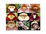 100 PCS cara del mono orquídea tropical de la mezcla Semillas Planta rara flor exótica Bonsai Foto, mejor precio 4,99 € nuevo 2024