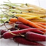 David's Garden Seeds Carrot Rainbow Blend 9334 (Multi) 200 Non-GMO, Open Pollinated Seeds Photo, best price $3.45 new 2024