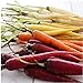 Photo David's Garden Seeds Carrot Rainbow Blend 9334 (Multi) 200 Non-GMO, Open Pollinated Seeds