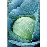 Stonehead Cabbage Seeds (60+ Seed Package) Photo, best price $6.69 new 2024