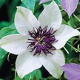 50 White and Purple Clematis Seeds Bloom Climbing Perennial Flowers Seed Flower Vine Climbing Perennial Photo, best price $9.99 new 2024