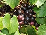 Large Black Muscadine Seed - Self Fertile Native Grape Seeds (0.5gr to 3.0gr) Photo, best price $13.99 new 2024