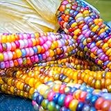 Rosepoem Graines de maïs indien 30 pcs Graines de maïs Graine de maïs arc-en-ciel Photo, meilleur prix 4,98 € nouveau 2024