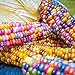 Foto Rosepoem Semillas de maíz Indio 30pcs Semillas de maíz Semilla de maíz Arcoiris