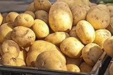 5 Lbs Russet Seed Potatoes - USA Non-GMO Certified Potato TUBERS SPUDS Photo, best price $13.99 new 2024