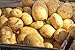 Photo 5 Lbs Russet Seed Potatoes - USA Non-GMO Certified Potato TUBERS SPUDS