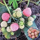 Big Pack Rare Fresh Seeds for Planting (White Strawberry-2000+ Seeds) Photo, best price $8.99 new 2024