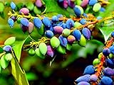 20 Oregon Grape Seeds for Planting - Stunning Ornamental Fruit Bearing Plant - Berberis bealei, Barberry, Leatherleaf Mahonia Photo, best price $8.98 ($0.45 / Count) new 2024