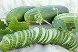 Ashley Slicing Cucumber Seeds, 50 Heirloom Seeds Per Packet, Non GMO Seeds, Botanical Name: Cucumis sativus, Isla's Garden Seeds Photo, best price $5.99 ($0.12 / Count) new 2024