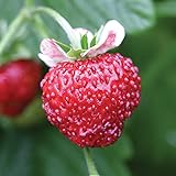 Burpee Mignonette Strawberry Seeds 125 seeds Photo, best price $7.27 ($0.06 / Count) new 2024