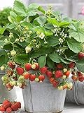 100+ Wild Strawberry Strawberries Seeds Fragaria Vesca Edible Garden Fruit Heirloom Non-GMO Photo, best price $6.99 new 2024