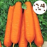 900 stücke Große Packung Karottesamen Wachsender Kit Hausgarten Bonsai Gemüse Fruchtpflanzen Setzlinge Karottensamen 1size. Foto, bester Preis 19,94 € neu 2024