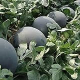 30Pcs Black Diamond Watermelon Seeds Non GMO Seeds Fruit Seed ,for Growing Seeds in The Garden or Home Vegetable Garden Photo, best price $6.99 new 2024