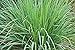 Photo Lemongrass Seeds - 100 Seeds - Easy to Grow Herb - Ships from Iowa, Made in USA - Grow Lemon Grass