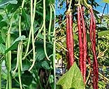 60 Heirloom Red&Green Long Bean Seeds - Long Asparagus Bean Noodle Pole Bean Garden Vegetable Seeds - Green and Red Fresh Chinese Vegetable Seeds for Planting Outside or Yard Photo, best price $7.99 new 2024