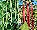 Photo 60 Heirloom Red&Green Long Bean Seeds - Long Asparagus Bean Noodle Pole Bean Garden Vegetable Seeds - Green and Red Fresh Chinese Vegetable Seeds for Planting Outside or Yard
