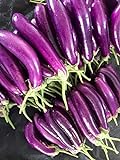 Eggplant Seeds for Planting | 250 Long Purple Eggplant Seeds to Plant Home Outdoor Garden | Heirloom & Non-GMO Vegetable Seeds | Buy in Bulk (1 Pack) Photo, best price $6.95 new 2024