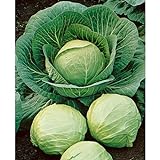 David's Garden Seeds Cabbage Dutch Early Round 2358 (Green) 50 Non-GMO, Heirloom Seeds Photo, best price $3.95 new 2024