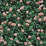 Strawberry Clover - 1 LB ~270,000 Seeds - Hay, Silage, Green Manure or Farm & Garden Cover Crops - Attracts Pollinators Photo, best price $20.18 ($1.26 / Ounce) new 2024