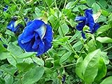 30 Seeds Thai Butterfly Pea Seeds Photo, best price $15.00 ($0.50 / Count) new 2024