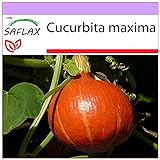 SAFLAX - Calabaza Hokkaido - 10 semillas - Cucurbita maxima Foto, mejor precio 3,95 € nuevo 2024