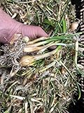 Onion Bulbs for Spring Planting - Walla Walla Onion Sets of 30 Pcs Yellow Onion Bulbs for Planting 2022 - Sweet Onion Plants for Spring Onion Seeds - Organic Onion Bulbs for Planting Harvest in 90 Day Photo, best price $15.98 ($0.53 / Count) new 2024