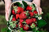 Albion Everbearing Strawberry Bare Roots Plants, 25 per Pack, Hardy Plants Non GMO… Photo, best price $15.99 ($0.64 / Count) new 2024