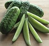 National Pickling Cucumber, 75 Heirloom Seeds Per Packet, Non GMO Seeds, Botanical Name: Cucumis sativus, Isla's Garden Seeds Photo, best price $5.98 ($0.08 / Count) new 2024