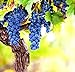 Photo Wine Grape Vine Seeds for Planting - 100+ Seeds - Ships from Iowa, USA