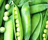 50 Lincoln Pea Seeds | Non-GMO | Fresh Garden Seeds Photo, best price $6.95 new 2024