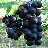 Natural Fruit Seeds Kyoho Grapes Seeds 30Pcs Photo, best price $7.89 new 2024