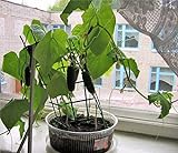 Self-pollinated Indoor Cucumber F1 Seeds Indoor Room Early Pickling Vegetable for Planting Giant Non GMO 10 Seeds Photo, best price $8.98 new 2024