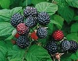 2 Jewel - Black Raspberry Plant - Everbearing - All Natural Grown - Ready for Fall Planting Photo, best price $29.95 new 2024