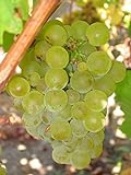 Vitis vinifera Chardonnay WINE GRAPE Seeds! Photo, best price $12.20 new 2024