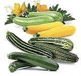 Seeds4planting - Seeds Zucchini Courgette Squash Summer Mix 35 Days Fast Heirloom Vegetable Non GMO Photo, best price $6.94 new 2024