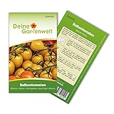 Balkontomaten Balconi yellow Samen - Solanum lycopersicum - Balkontomatensamen - Gemüsesamen - Saatgut für 20 Pflanzen Foto, bester Preis 1,99 € (0,10 € / stück) neu 2024