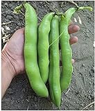 David's Garden Seeds Bean Fava Vroma 1715 (Green) 25 Non-GMO, Open Pollinated Seeds Photo, best price $4.45 new 2024