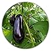 Foto Aubergine - ca.50 Samen - Solanum melongena - guter Ertrag - Resistente Sorte