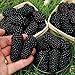 Foto Semillas zarzamora, 200pcs / bag Negro Frambuesas Semillas Semillas dulce nutritivo delicioso Negro frambuesa fruta para regalo ideal jardinería al aire libre
