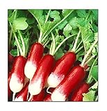 100 French Breakfast Radish Seeds | Non-GMO | Fresh Garden Seeds Photo, best price $6.95 new 2024