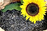 Futterbauer 20 kg Sonnenblumenkerne schwarz Vogelfutter Ganzjahresvogelfutter Foto, bester Preis 30,99 € (1,55 € / kg) neu 2024